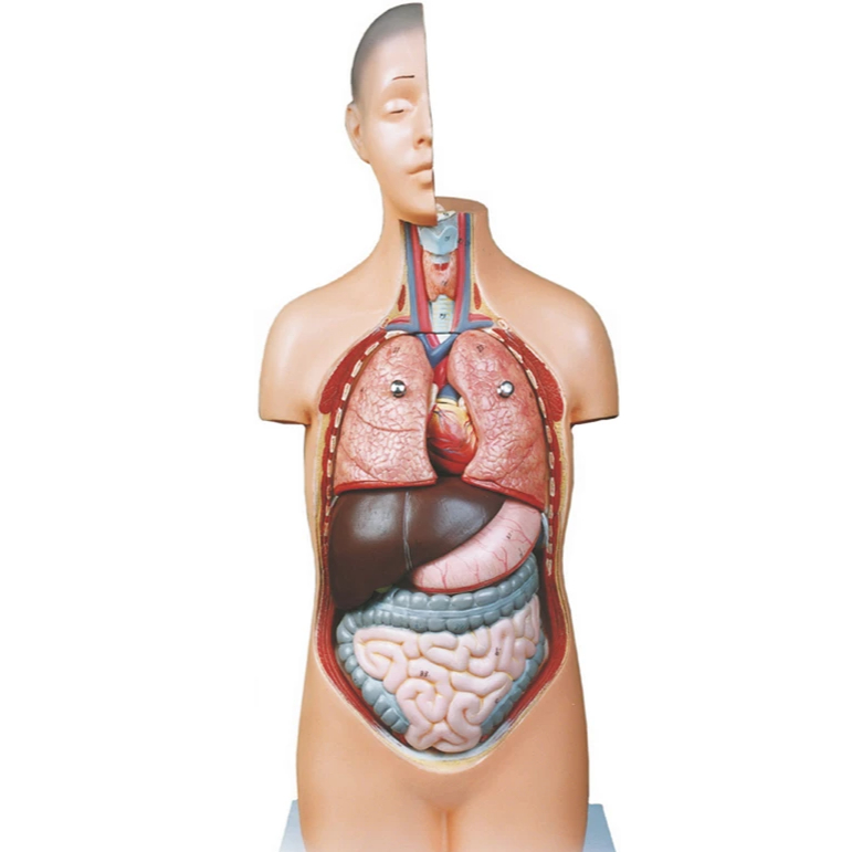 نیم تنه بدن انسان یک دوم اندازه طبیعی - این مدل یک وسیله جذاب ومفید کمک آموزشی وسرگرمی است که برای آموزش آناتومی بدن انسان سر،گردن ونیم تنه فوقانی مناسب است.این مدل تقریبا1/2اندازه طبیعی و ازجنس pvcنشکن وفاقدماده سرطانزای آزبست است ورنگهای به کاررفته بدون سرب وکاملا بی ضرر ومقاوم است که جزئیات اندام ها منطبق باواقعیت روی آن نقاشی حرفه ای  ...