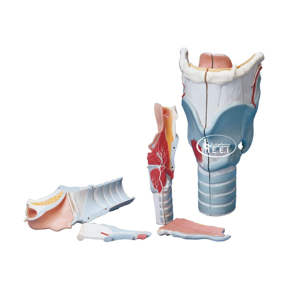 مدل حنجره 2 برابر اندازه طبیعی - این مدل دوبرابر اندازه طبیعی است به 4 قطعه تفکیک می شود و به ابعاد 20×19×19 روی پایه نصب شده است. این مدل مناسب دوره تحصیلی سال اول و دوم متوسطه و مراکز آموزشی و درمانی می باشد. عضلات حنجره به دو دسته خارجی و داخلی تقسیم می شوند عضلات خارجی بین حنجره و عناصر دیگر قرار میگیرد و عضلات داخلی شامل انگشت ...