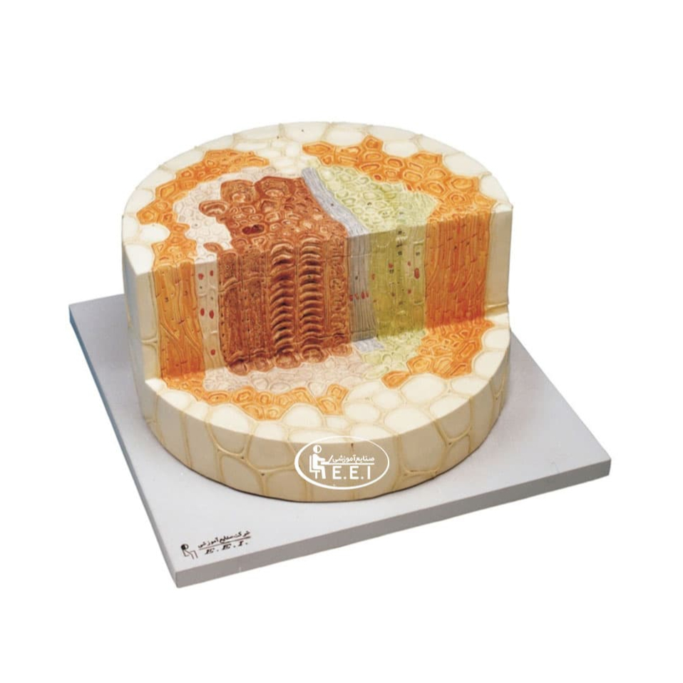 مدل ساقه با برش پلکانی - این مدل چندین برابر اندازه طبیعی است و برش طولی و عرضی ساختمان میکروسکوپی گیاه علفی دولپه را نشان می‌دهد. سلول‌های پارانشیم در ناحیه پوست، آوندهای چوبی و پارانشیم چوب، لوله‌های آبکشی و صفحات آن، سلول‌های همراه و الیاف اسکلرانشیمی چوب و آبکش در ناحیه استوانه مرکزی مشخص شده‌اند. مدل از یک قطعه تشکیل ش ...