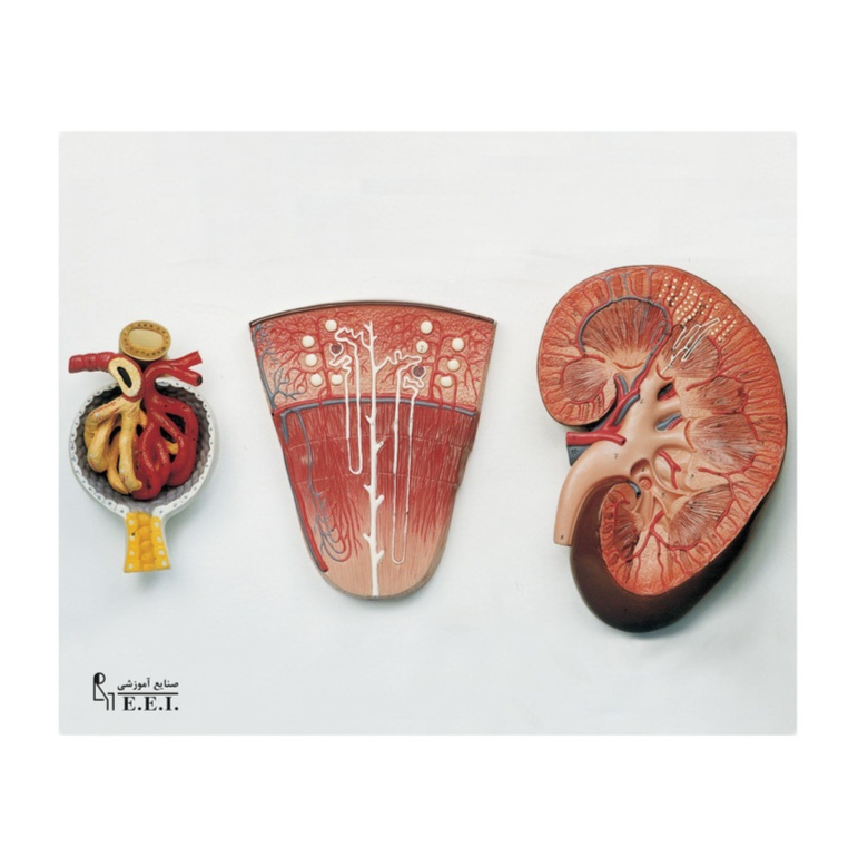 قیمت مدل کلیه سه تکه پلاستیکی (کليه - نفرون - جسمک کليوی)