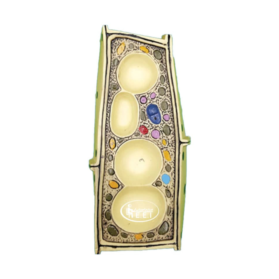 مولاژ سلول گیاهی