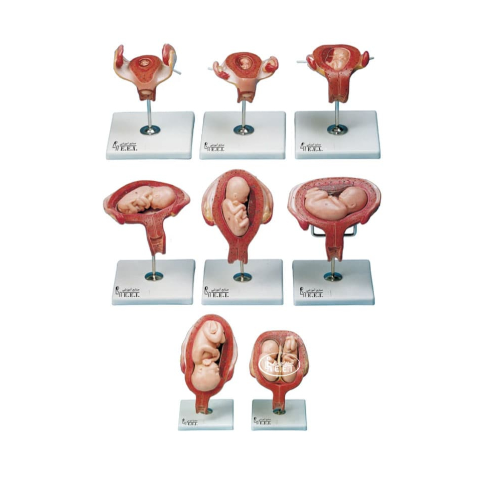 مولاژ مراحل حاملگی - 8 قسمت - 