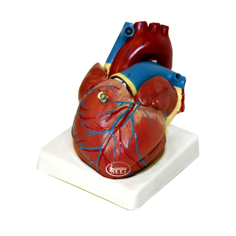 مدل مولاژ قلب انسان (اندازه طبیعی) - 