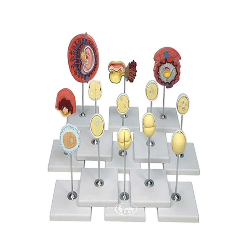 قیمت مولاژ مدل مراحل رشد و نمو جنين در ماه اول